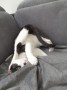 Loki (2)